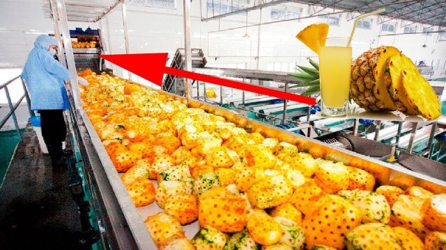 'Amazing Pineapple Cultivation - Food Processing Engineering to Make Canned Pineapple and Juice'