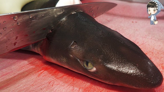 'KOREAN STREET FOOD SHARK SASHIMI KOREA SEAFOOD MARKET 상어 회 포항 송도 활어회센터 201215'