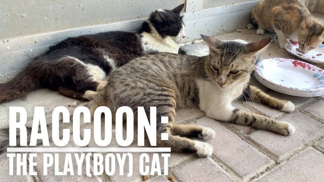 'Raccoon, the playboy cat'