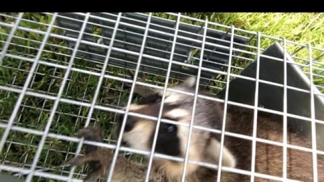 'How to clean and cook a RACCOON!!!'