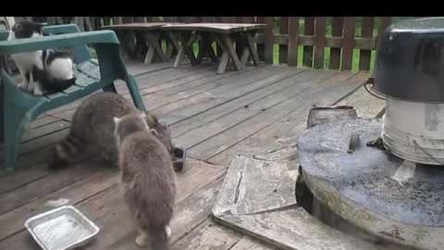 'Raccoon Steals Cat\'s Food'