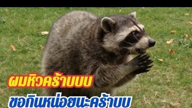 'Raccoon Eating Cat food|แรคคูนนั่งกินอาหารแมว|เจอแรคคูนตัวเป็นๆครั้งแรกน่ารักอ่ะ|IFLYROM'