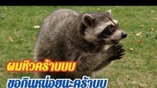 'Raccoon Eating Cat food|แรคคูนนั่งกินอาหารแมว|เจอแรคคูนตัวเป็นๆครั้งแรกน่ารักอ่ะ|IFLYROM'