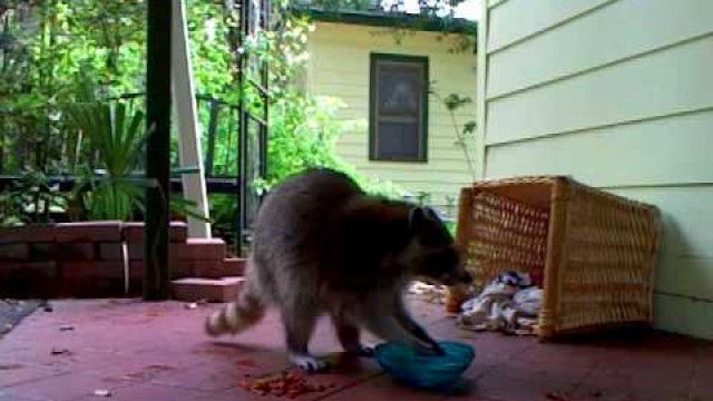 'Momma racoon washing her food and eating'