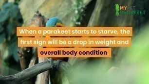 'How Long Do Parakeets Live Without Food? How To Avoid Starvation - My Pet Parakeet #parakeets'