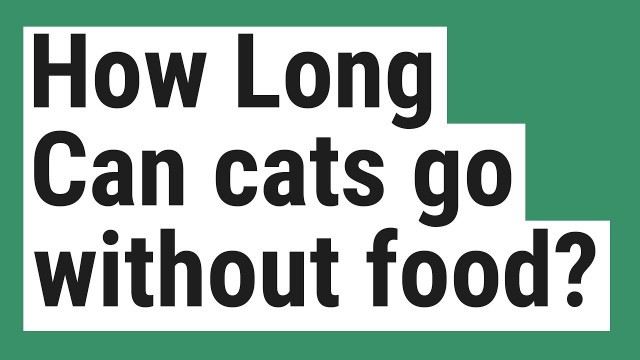 'How Long Can cats go without food?'