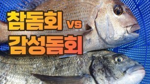 '[생선회 비교] 자연산 참돔 vs 자연산 감성돔 속살 비교. Korean street food - Red seabream vs Black seabream. [수아아빠TV]'