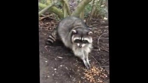 'Raccoon eating cat food stanley park'