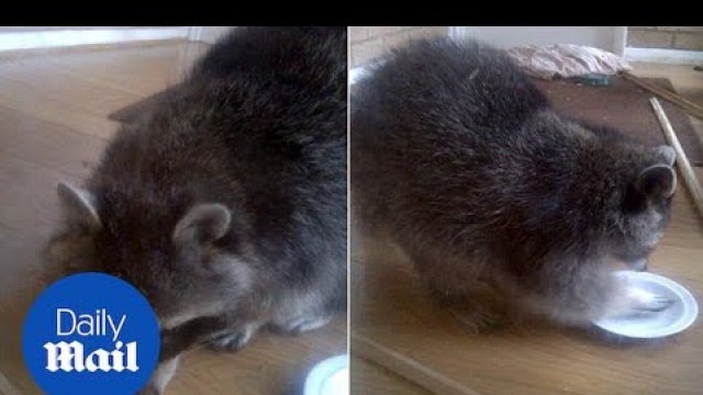 'Sneaky raccoon wanders into a house and eats owner\'s cat food - Daily Mail'