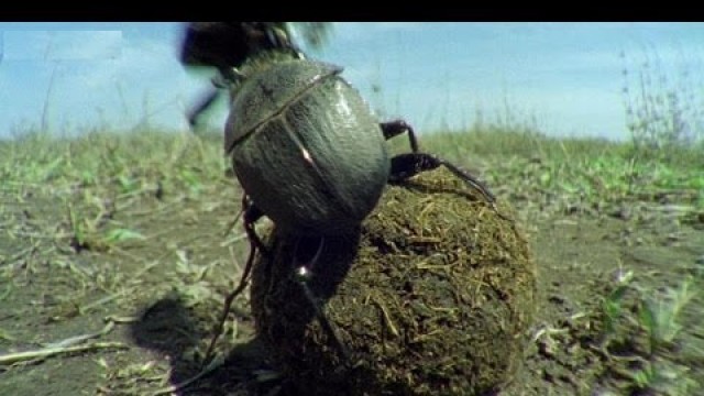 'Kung Fu Dung Beetles | Operation Dung Beetle | BBC Earth'