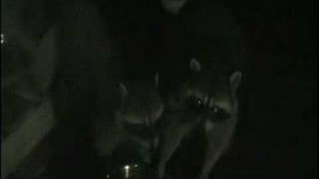 'raccoons eating our cat\'s food'