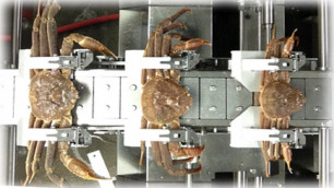 'Amazing Food Processing Machines CRAB & CHICKEN Factory ★ Fast Workers Food Cutting Fastest Skills'