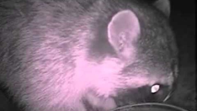 'Raccoon caught on camera eating our cat\'s food! Canyon Lake, Ca'