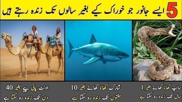 'Unique Animals Which Can Live Without Food Many Years | Abbas Jamil TV'