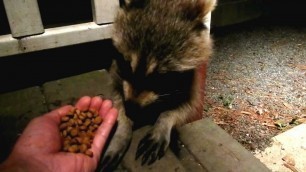 'Cute little RACCOON eats cat food off human hand'