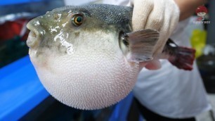 '복어장인의 독 제거, 복어 손질, 복어회 / ふぐ, 河豚, Puffer fish, blowfish, pupperfish toxic cleaning'