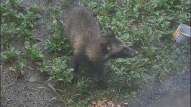 '裏山からキャットフードを食べに来たタヌキ君Wild raccoon dog that eats cat food (TANUKI)【いなか猫１８１６】（番外編）'