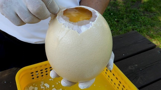 '한국에서 먹을 수 있는 타조알 후라이 / Fried Ostrich Egg - Korean street food'