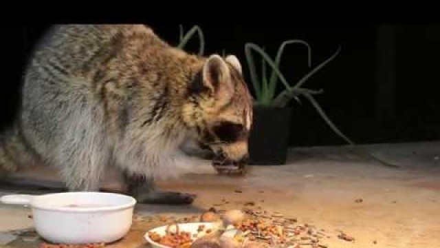 'Paranoid Patio Raccoon Dunking Food [4k] [ASMR]'