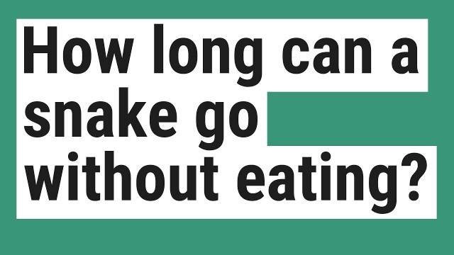 'How long can a snake go without eating?'