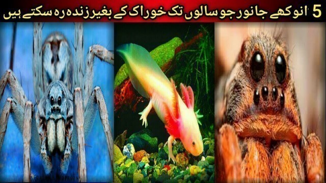 '5 Unique Animals That Can Live Without Food For Years | The Dangerous And Cute Animals | Azeem Tv'