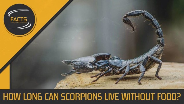 'How Long Can Scorpions Live Without Food? - [SPEECH + TEXT]'