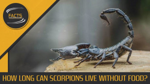 'How Long Can Scorpions Live Without Food? - [SPEECH + TEXT]'