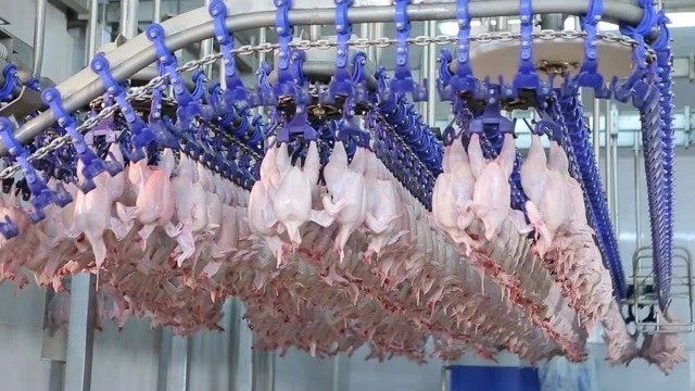 'Inside World\'s Biggest Chicken Manufacturing Factory - Most Modern Food Processing Technology'