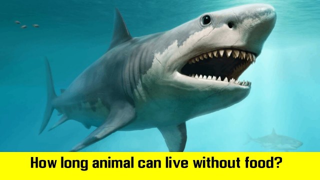 'How long animal can live without food? #Pakket_Videos'