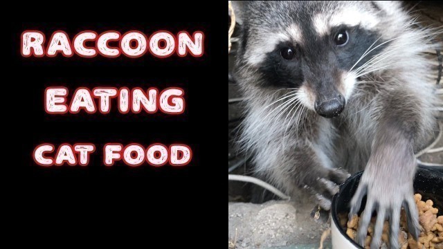 'Raccoon Eating Cat Food in the Backyard'