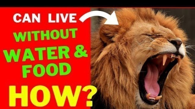 'how many days lions live without food and water ? | amazing facts | #shorts'