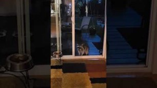 'Raccoon Sneaks Inside House Through Open Door and Eats From Dog\'s Food Bowl - 1202275'