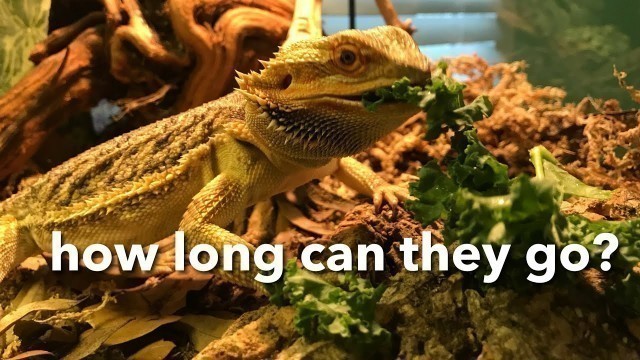 'HOW LONG CAN YOUR BEARDED DRAGON GO WITHOUT FOOD?'