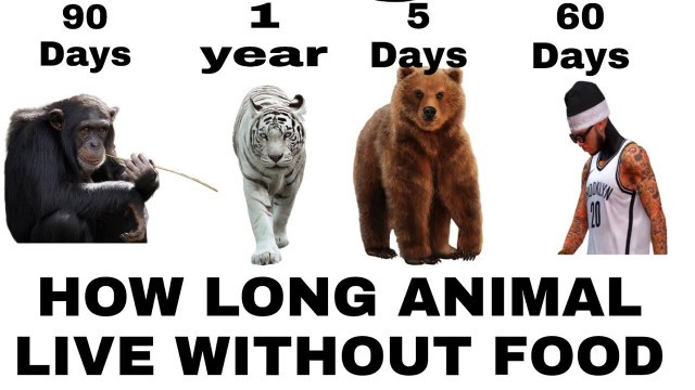 'How many days animals live without food.कितने दिन जानवर बिना FOOD EATING के रहते हैं.'