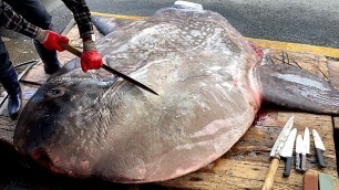 '포획한 어부도 놀란 사이즈!! 무게 1.2톤 초대형 개복치 해체 작업 Giant Sunfish Cutting Skill / Korean street food'