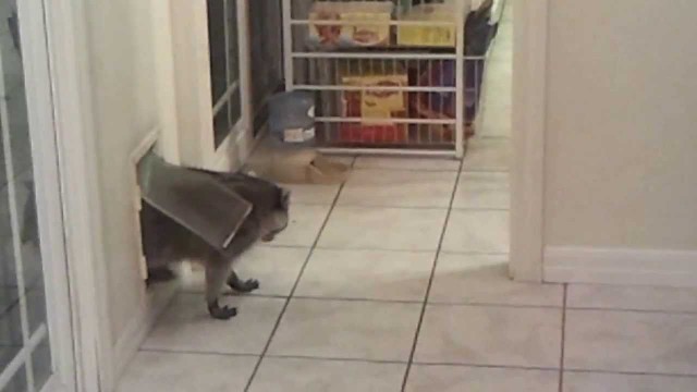 'Raccoon sneaking into our kitchen to eat cat food'