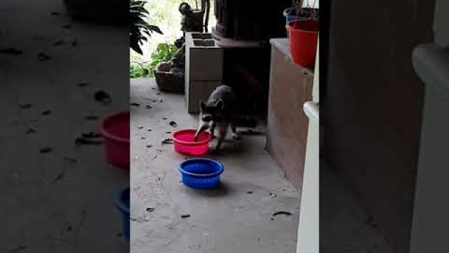 'Raccoon eating cat food.'