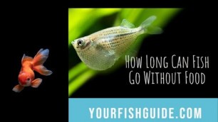 'How Long Can Fish Go Without Food? NO FOOD | Educational'