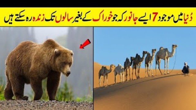 'Those animals which can live without food for many years| Camel can live without| Cool Facts|'