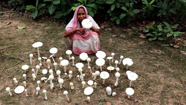 'Finding Natural Mushroom and Cooking by our Grandmother | Wild Mushroom Recipe | Village Food'