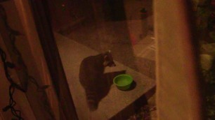 'Raccoon and Possum on my Front Porch eating Cat Food'