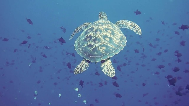 'sea turtle can drown underwater ? how long can survive without food ?'