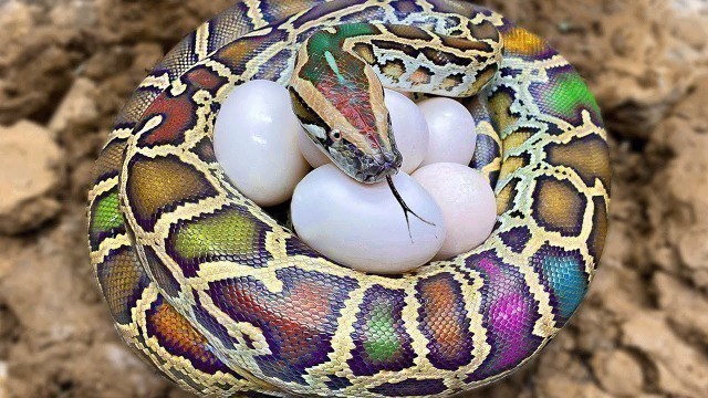 'Rainbow Python Experiment | Best Big Python Egg Video | Amazing Python, Fish, Frog, Eel Video'