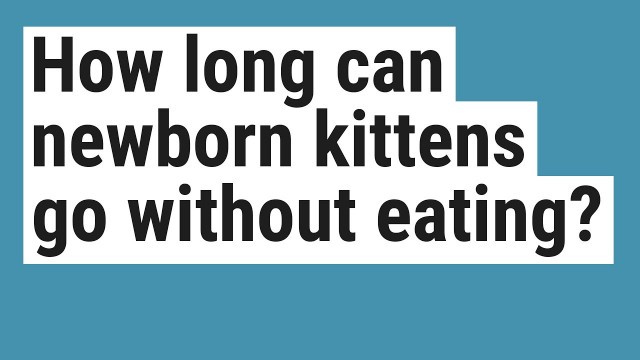 'How long can newborn kittens go without eating?'