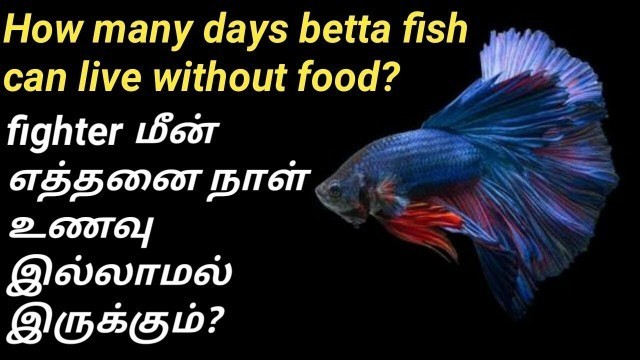 'Betta மீன் உணவு இல்லாமல் எத்தனை நாள் வாழும் ? can betta live without food ? / Fish Aquarium Tamil'