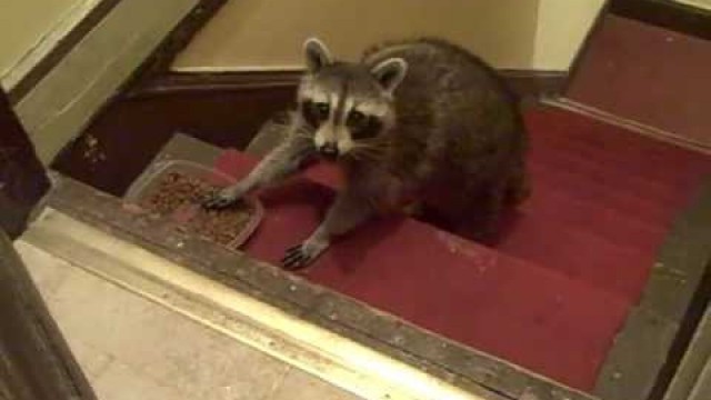 'Raccoon eats cat food in my stairwell'