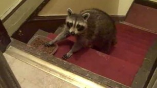 'Raccoon eats cat food in my stairwell'