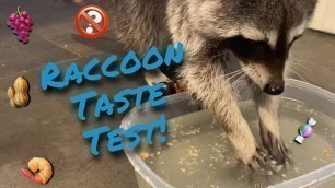 'Raccoon Washing Snacks | Rocket Taste Test'