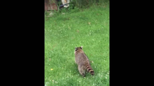 'Racoon stealing cat food in rural KY chased by dumb dog!'