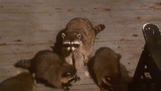 'Family of raccoons eating on our back deck'